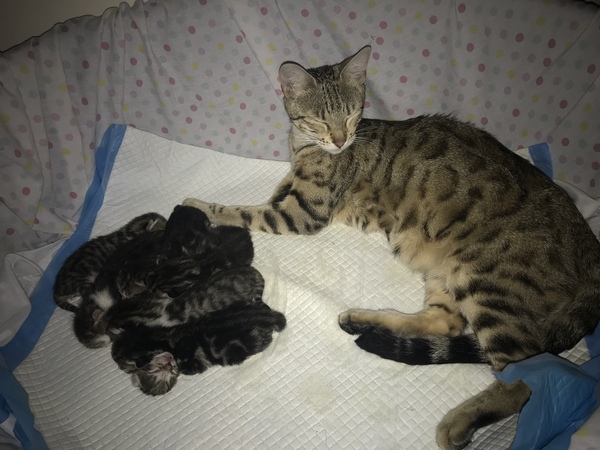 Newborn kittens arrived today!