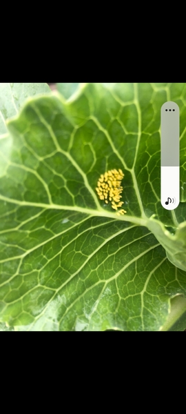 Cabbage leaf help