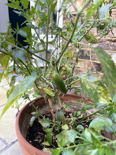 What's wrong with my chilli plant?