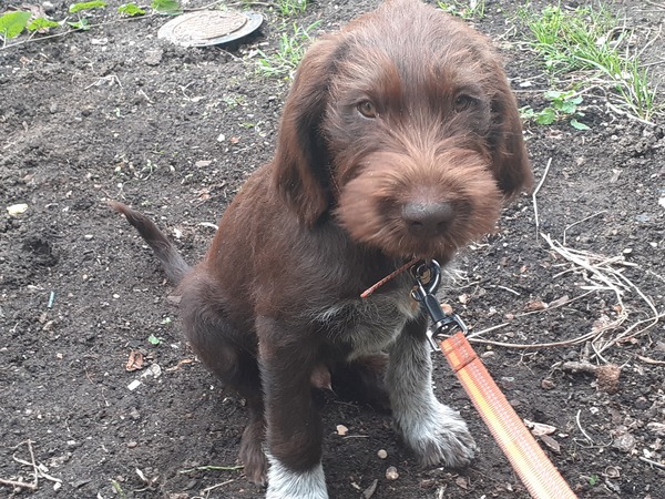 Puppy Survival Thread - June/July