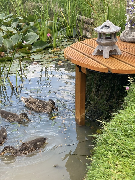 Anyone know anything about pond pumps?