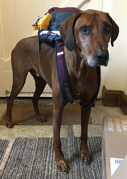 Dog backpack