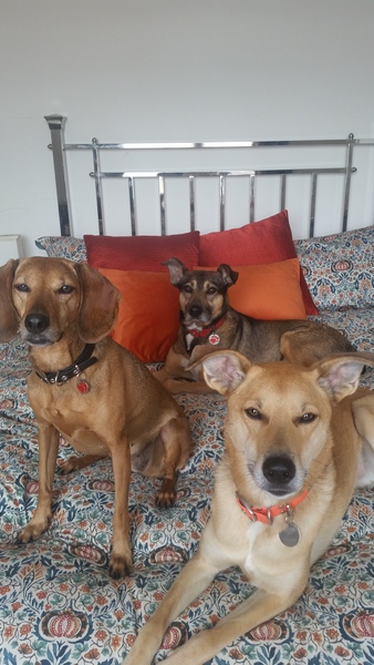 What's your dream breed?