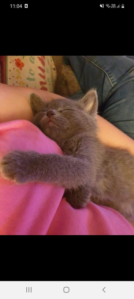 Kitten pics!!!