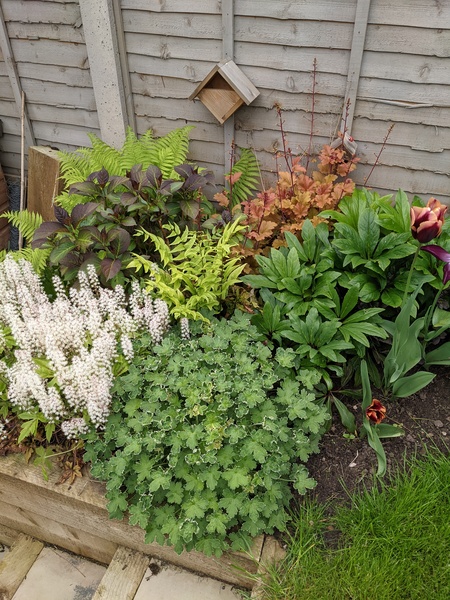 Good plants for a woodland border (novice gardener)