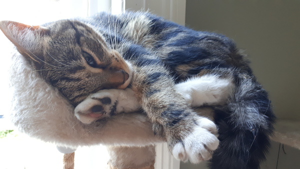 Can't sleep, cat hasn't come in tonight.