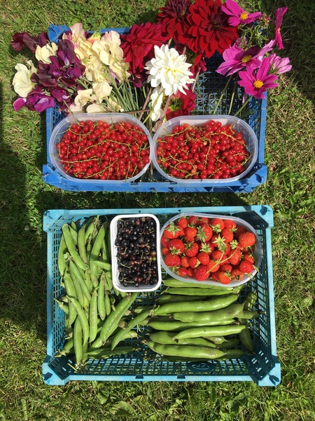 Allotment/Veg Patch Thread 16  Weather weirdness prevails !