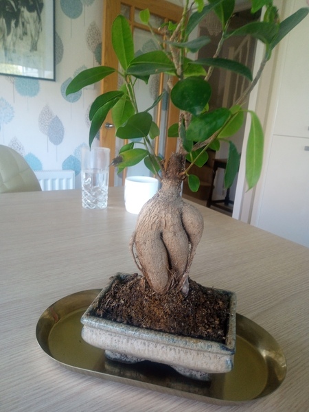 ADs don't want your freedom, ADs don't want to play around