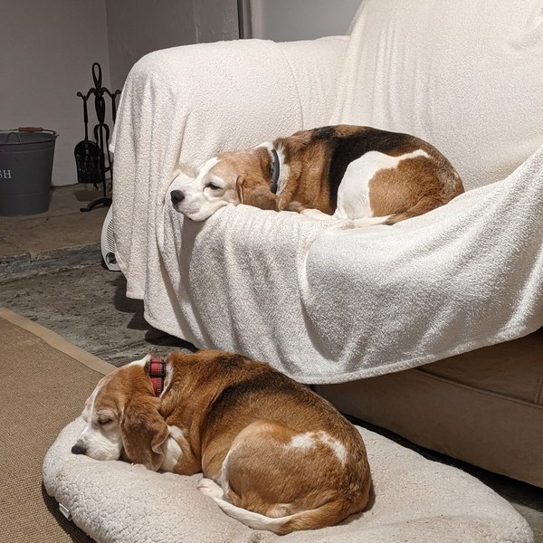 What's your dream breed?
