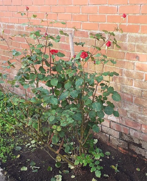Healthy eating/gardening/anxiety