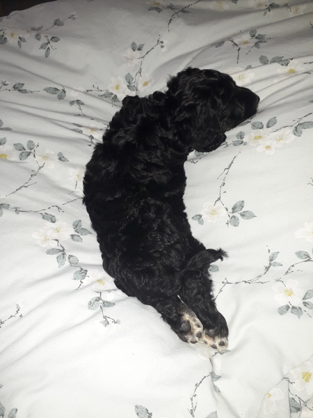 Puppy Survival Thread - June/July