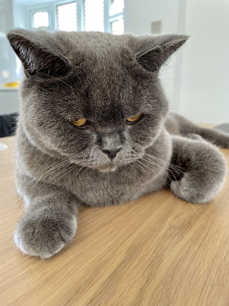 What's your DCat up to today? (Thread 8)