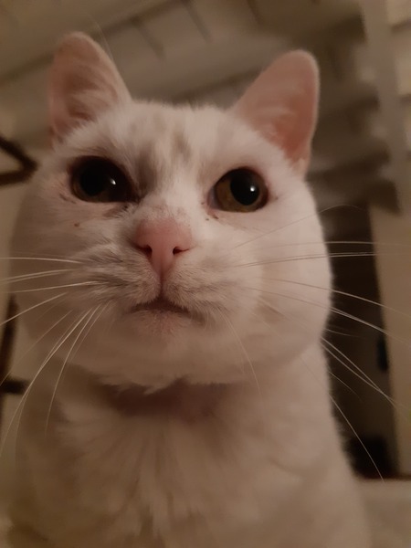 What's your DCat up to today? (Thread 8)