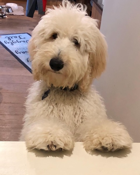 What's your dream breed?