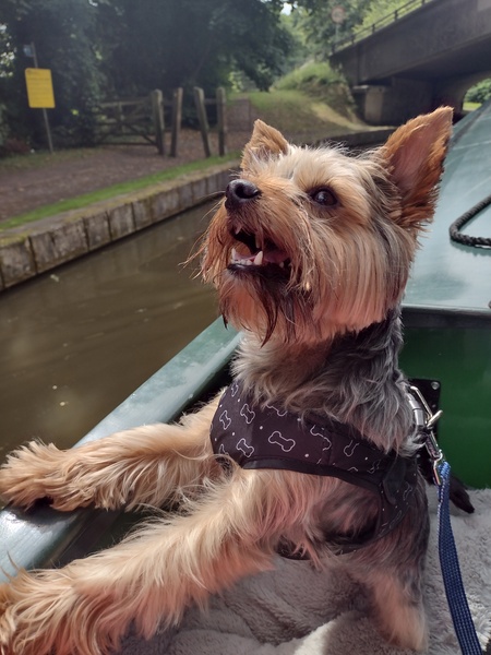 Doggie holiday pics