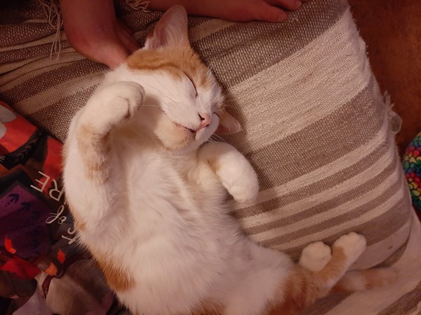 To think my cat is an ungrateful little furry thing