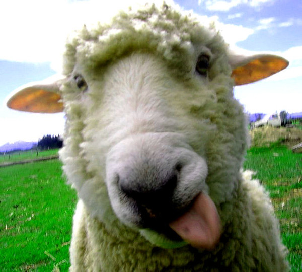 To think people crying ‘Freedom’ today are stupid sheep…