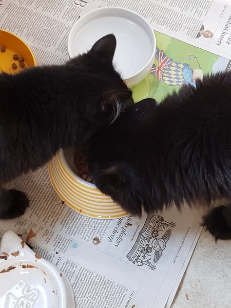 Chez Ollie - The Not My Cats of many colours edition - All welcome