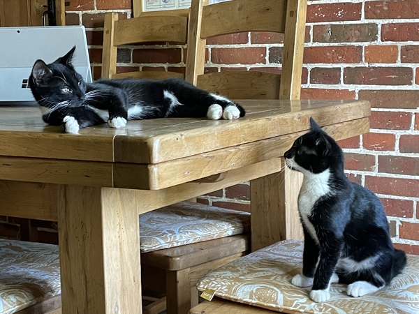 Kittens!