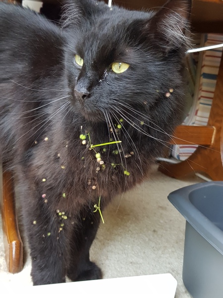 Chez Ollie - The Not My Cats of many colours edition - All welcome