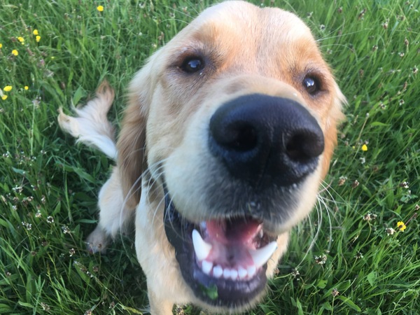 Golden retriever jumping up and biting on walks