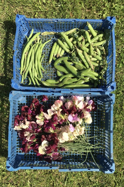 Allotment/Veg patch Thread 17 - onwards and upwards