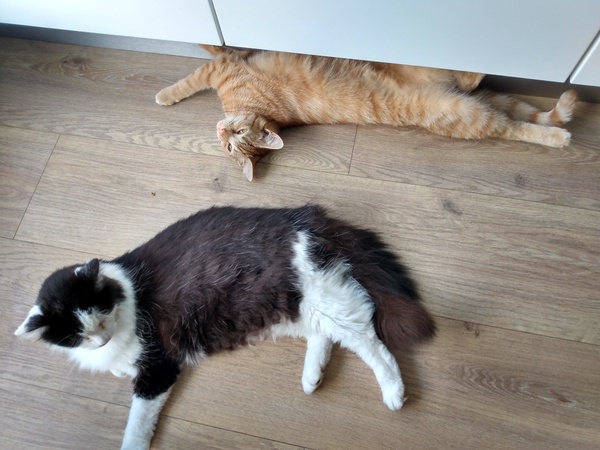 Chez Ollie - The Not My Cats of many colours edition - All welcome