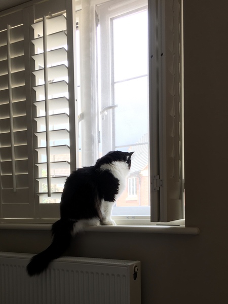 Chez Ollie - The Not My Cats of many colours edition - All welcome