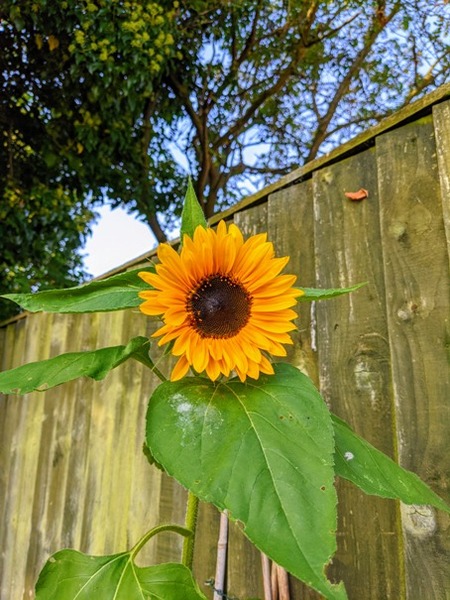 Very odd sunflowers!