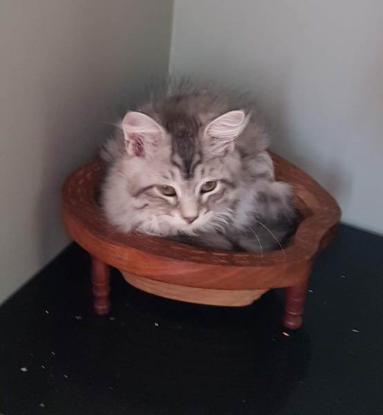 Come one! Come all! New kitten pics