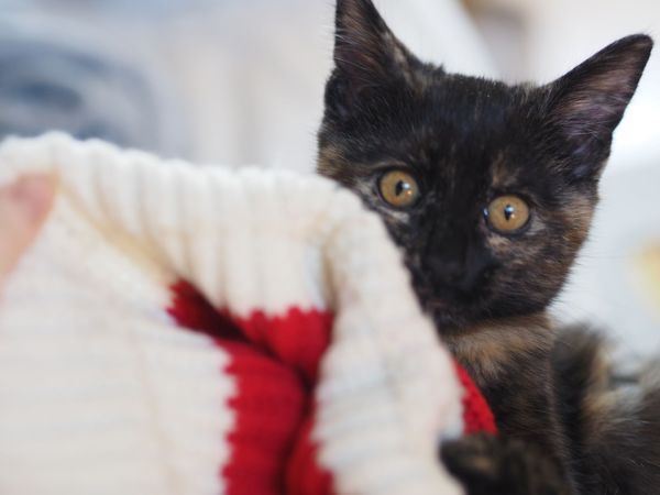Kitten's age