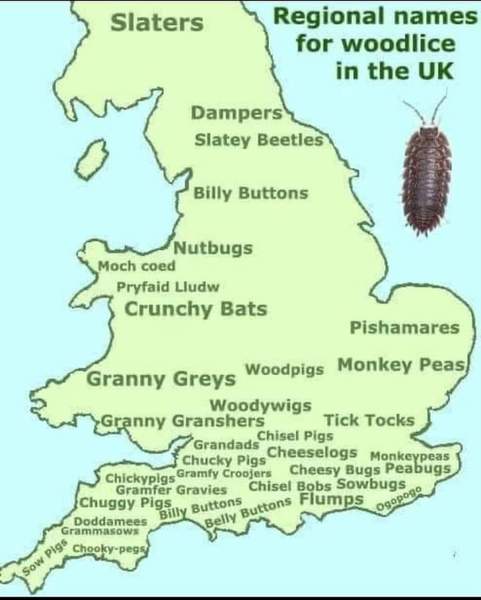 What do you call wood lice?