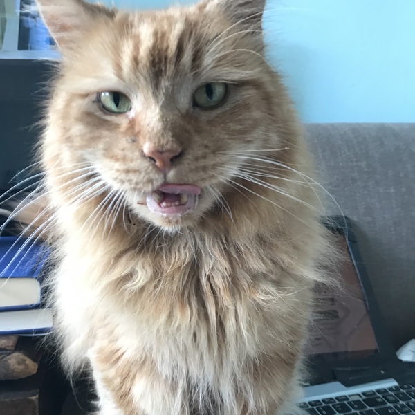 Chez Ollie - The Not My Cats of many colours edition - All welcome