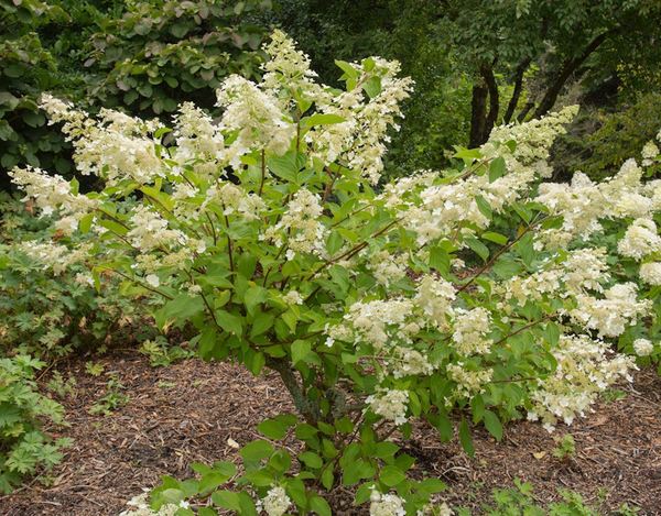 Is this hydrangea Annabelle?
