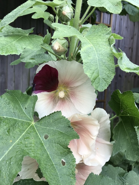Strange hollyhock flower!