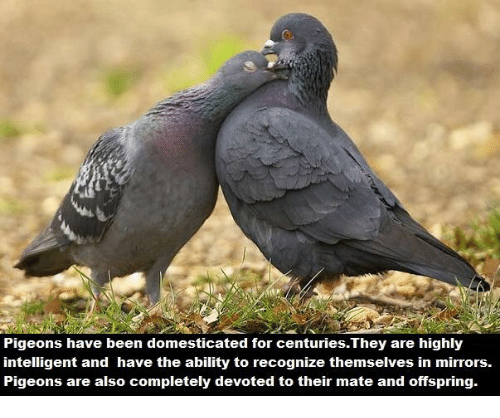 I Love Pigeons