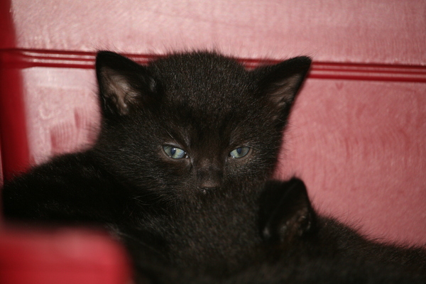 Kitten's age