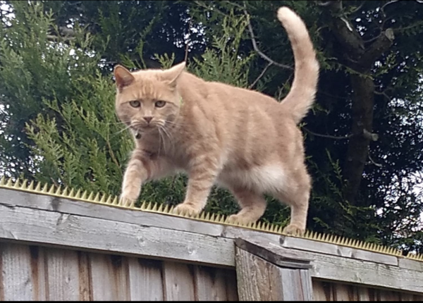 What do to about next doors cats.