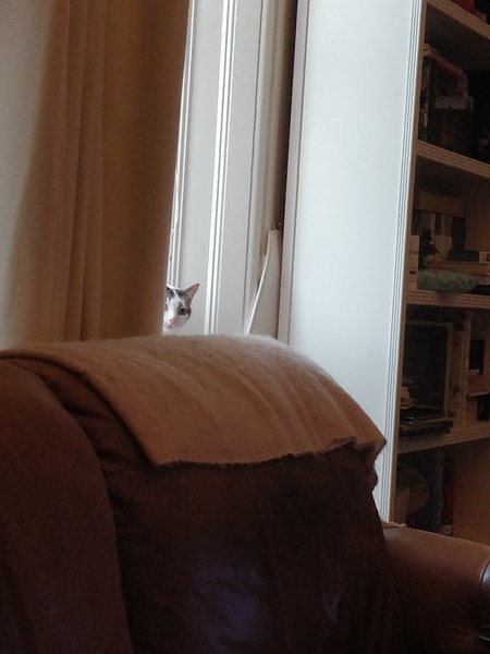 To think my cat is an ungrateful little furry thing