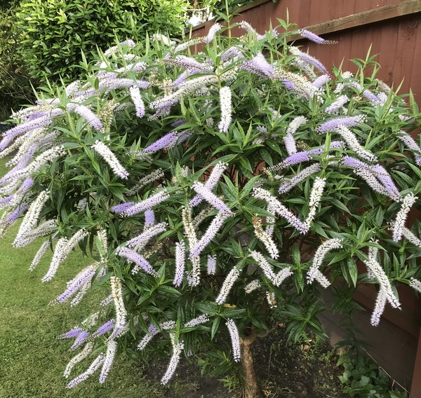Bush/shrub ID Please