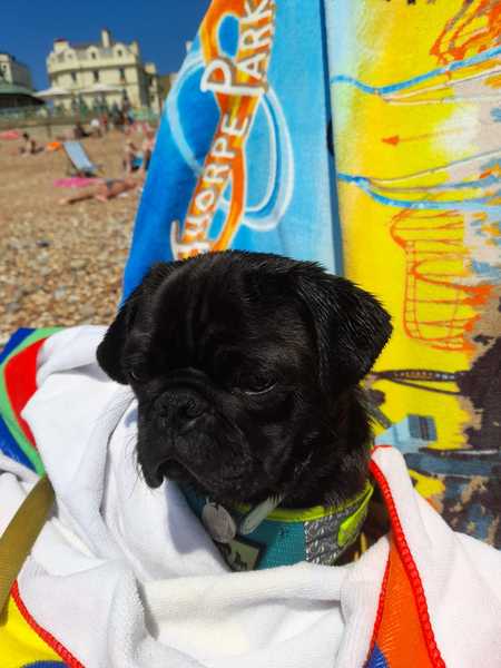 Doggie holiday pics