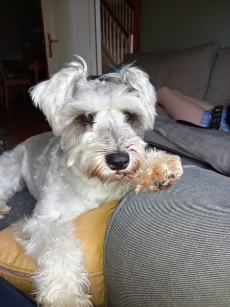 How long until you enjoyed your puppy?