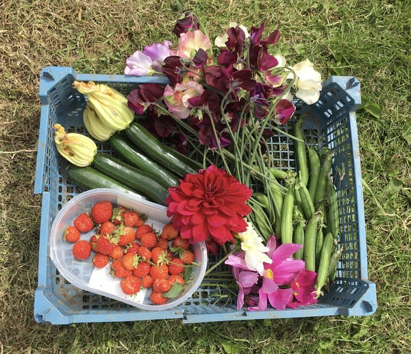 Allotment/Veg Patch Thread 16  Weather weirdness prevails !