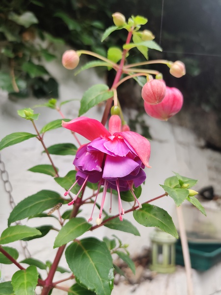 Show Us Your Pictures: 5 Alive