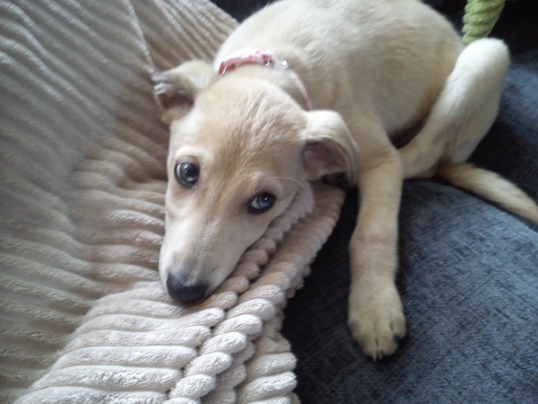 Whippet Puppy