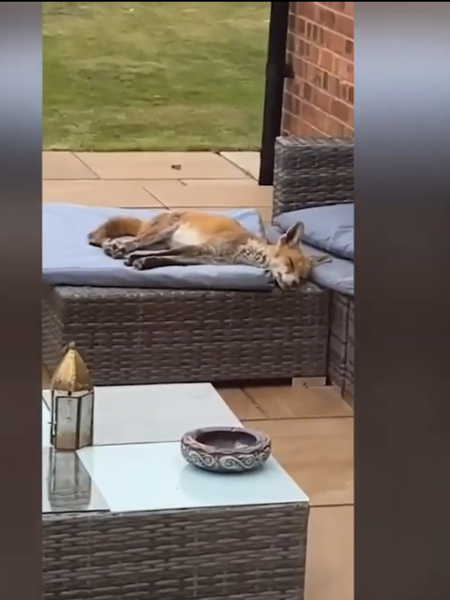 Caught neighbours using my garden