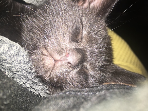 So I have rescued a kitten