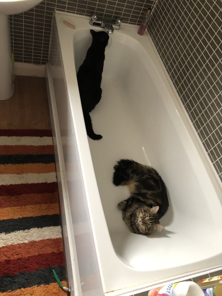 Your cat might be thirsty!