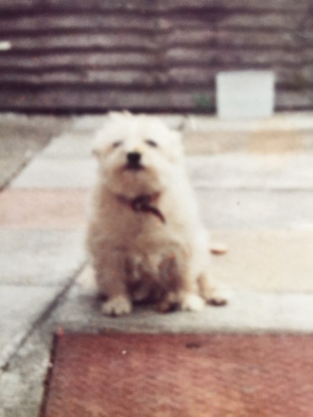 Have we just been lucky with our dachshund? Please come and tell me about yours!