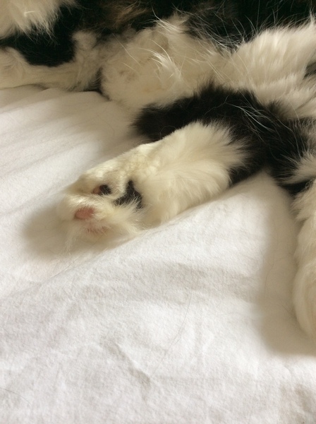 Chez Ollie - The Not My Cats of many colours edition - All welcome